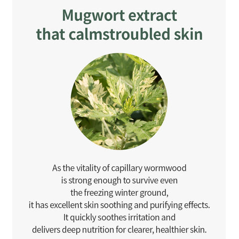 [ ISNTREE ] Mugwort Calming Ampoule 50ml